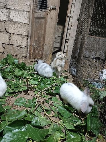 Dovşan ferması satılır çoxdu içində balalar böyüklər hamilələr var