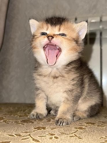 pişiy: Şotland yastı qulaq — 8