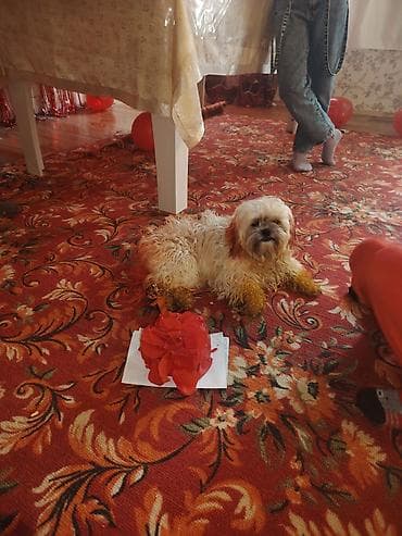 dekorativ daş: Şirin, kiçik ölçülü, uzun tüklü it - Cins: kiçik dekorativ tip — 4