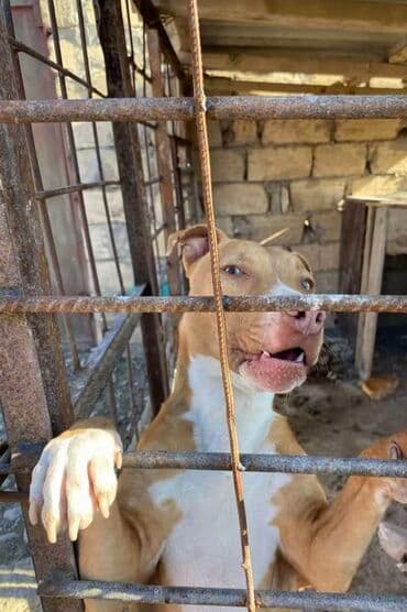 pitbull itləri: Pitbul, 1 il, Erkek, Peyvəndli — 1