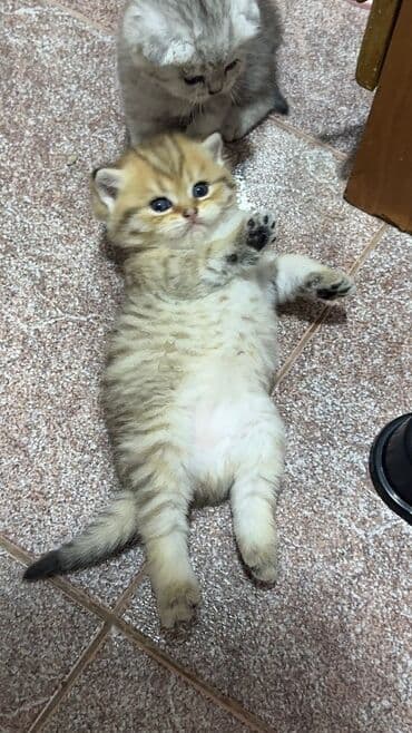 ən ucuz pişiklər: Britan — 3