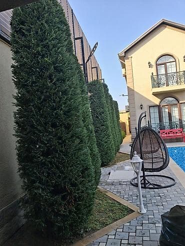 heyet qapisi: Canlı rulon qazon və landşaft abadlaşdırma xidməti - Rulon qazon — 7