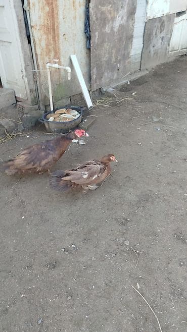 Gəmiricilər: Salam tam sağlam heyvanlardir — 2