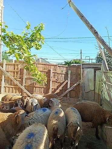 malta it: Hamisi erkeydi qurban kesmeye etdiye yararlidi — 1