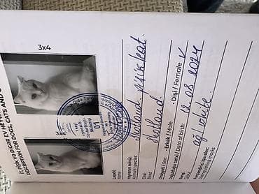 ördək növləri: ….Salam 1 yaş 4 aylıqdır dişidir ev şəraitində saxlanılıb … esger — 10