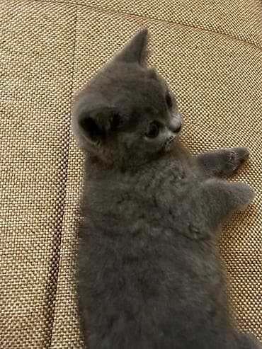 Britan, Yaxşı əllərə, Ünvandan götürmə