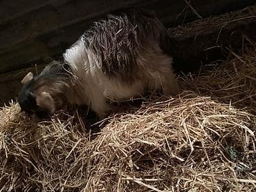 1 erkey 1 dişi . Qiymet 1 denesine aiddi real aliciya cuzi endirim