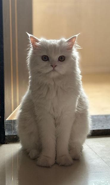 Ağ tüklü, uzun xəzli ev pişikləri - Rəng: tam ağ - Gözlər: yaşıl — 6