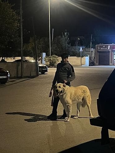 heyratı barter: Qurdbasar, Peyvəndli — 6