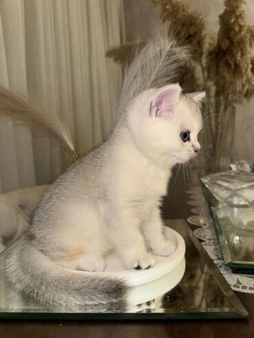 породистые котята в добрые руки: Шиншилла, Самец — 3