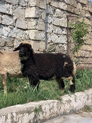 yerli inekler: Qoyun – yerli cins, qara yunlu - Qalın, sıx və qıvrım qara yun; baş — 1