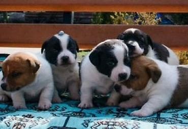 itlərin sekisi: Cek rassel teryer — 1