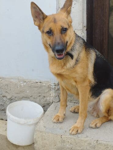 çoban iti: Alman çoban iti, Dişi, Peyvəndli — 2