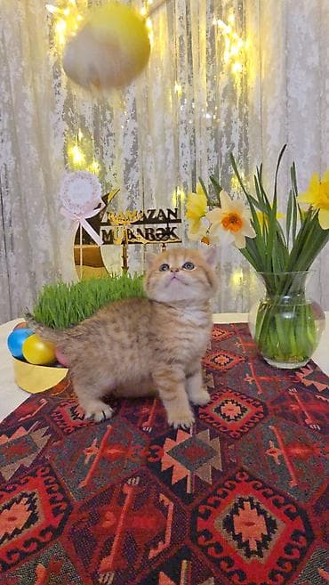 Quşlar: Şotland yastı qulaq — 10