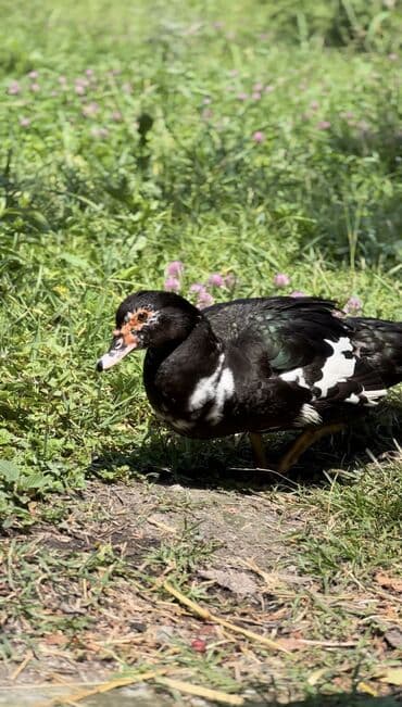 yarasa yuvası qiymeti: Muscovy ördəyi (indoutka) – qarışıq qara-ağ lələklər, qırmızı karnizli — 7
