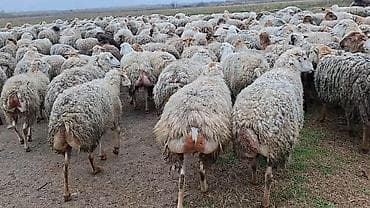 ev heyvanlarının satışı: Qoyun sürüsü – ət və yun istehsalı üçün damzdix satlir 700 baş tef — 7