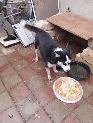 купить хаски щенка: Хаски, 11 месяцев, Самка, Самовывоз — 3