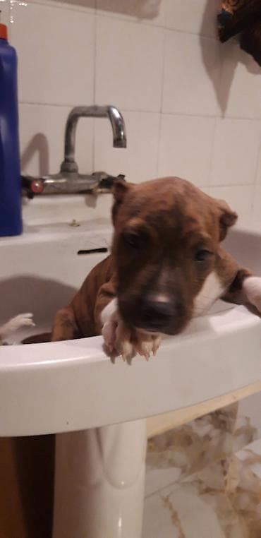 it satisi ucuz: Pitbul, 2 ay, Dişi, Peyvəndli — 2