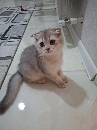 pişik cutləşdirilir: Şotland yastı qulaq, Erkək, Yaxşı əllərə, Ünvandan götürmə — 2