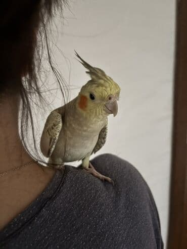 сетка для клетки попугая: Sarı və boz rənglərdə olan bu nimf tutuquşusu, parlaq narıncı yanaq — 5