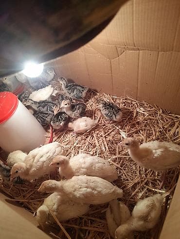 hinduska yumurtasi: Ag Kanada hindusqa cuceleri satilir 25 gunluk var sonu 15 man 10 — 3