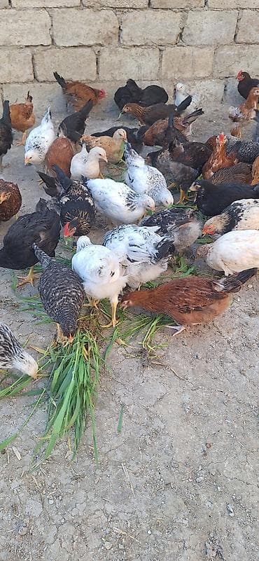 kənd çolpaları: Kend çolpaları .Qiymet 6 manat 50 qepik — 7