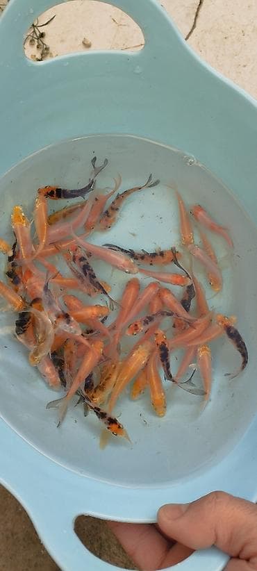 heyvanlar: Koi, Sülhsevər, Ödənişli çatdırılma — 2