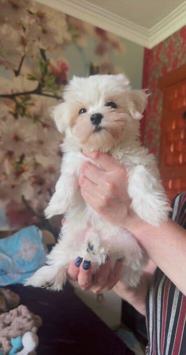 cins ineklerin qiymeti: Мальтийская болонка, 2 месяца, Самец, Самовывоз — 6