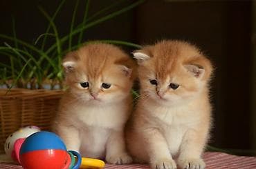 pisik yemi: Открыта бронь на британских котят окраса. Котята чистокровные, оба — 6