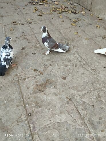 danışan tutuquşu satışı: Qiymət 1-ne aiddir.boz əbrəş erkek 16 tük,mor çəp erkək 18 tük.Əbrəş — 2