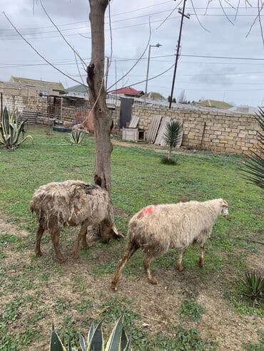 qoyunlarin satisi: Boğaz Qoyunlar satılır — 4