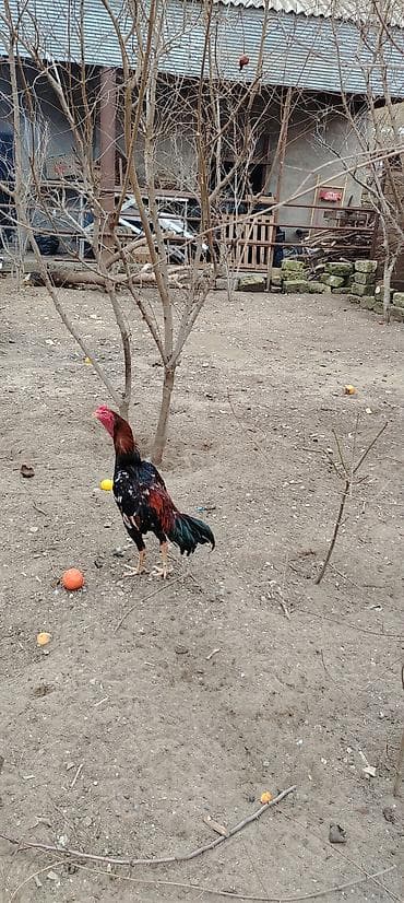 Döyüşən xoruz satılır,razılaşma yolu ilə istəyən əlaqə yaratsın,iki — 2