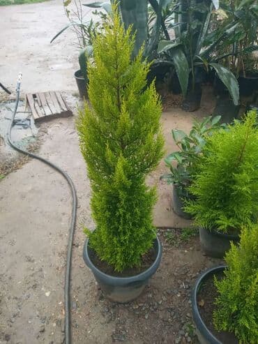 qızıl gül buketi: Baqlarda abadlik isleri — 5