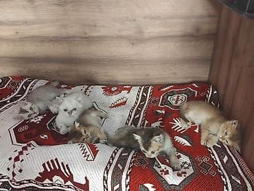 pişik üçün: Qızıl şinşilla, Erkək, Dişi, Yaxşı əllərə, Ödənişli çatdırılma — 1