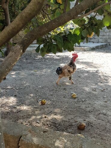 xoruzun nece rengi var: Xoruz, il: 1, Ünvandan götürmə — 2