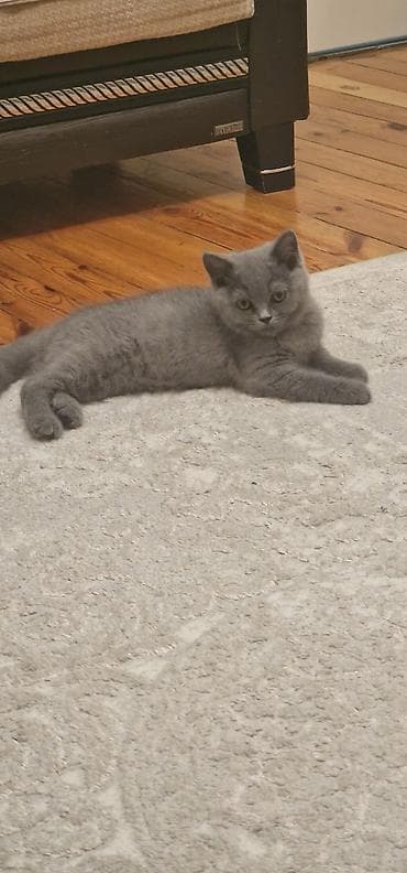 Pişiklər: Britan, Erkək, Yaxşı əllərə, Ünvandan götürmə, Ödənişli çatdırılma — 6