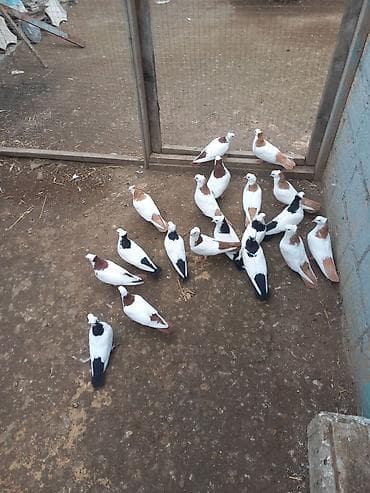 it wekilleri: Məhsul: Qara-ağ rəng çalarlarında iki dekorativ göyərçin cütü Təsvir — 3