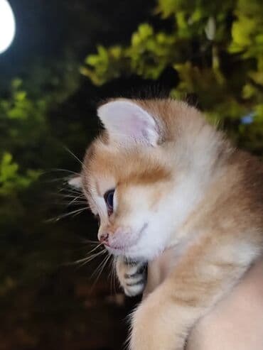 золотая шиншилла баку: Qızıl şinşilla, Dişi, Yaxşı əllərə, Pulsuz çatdırılma — 5