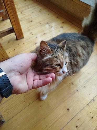 Heyvanlar üçün mallar: Dişi, Yaxşı əllərə, Ödənişli çatdırılma — 3