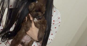 той пудель баку: Пудель, 2 месяца, Самка, Самовывоз, Бесплатная доставка — 3