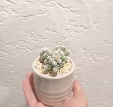 süd qazanı: Otaq bitkisi 1 ədədi 12azn

Ünvan Günəşli

Çatdırılma Metro Sos 2azn — 4