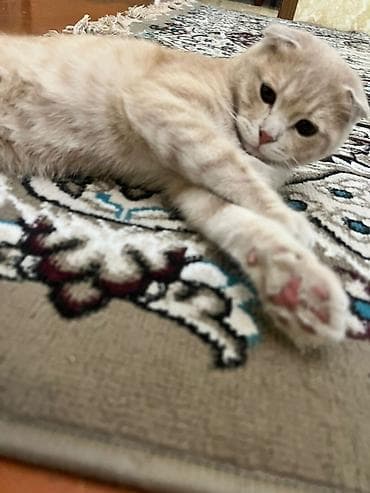 şotland pisik: Şotland — 10