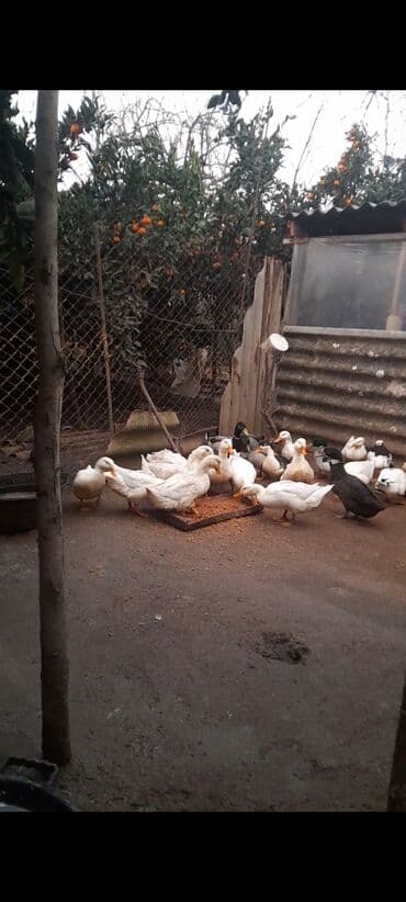 lal ordek yumurtası: ALLAH Hərkəsin Malına Bərəkət versin kənd şərayitində saxlanılmış — 6