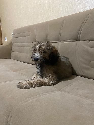 heyvan kokeltme dermanlari: 4 ay, Erkek, Ünvandan götürmə — 3