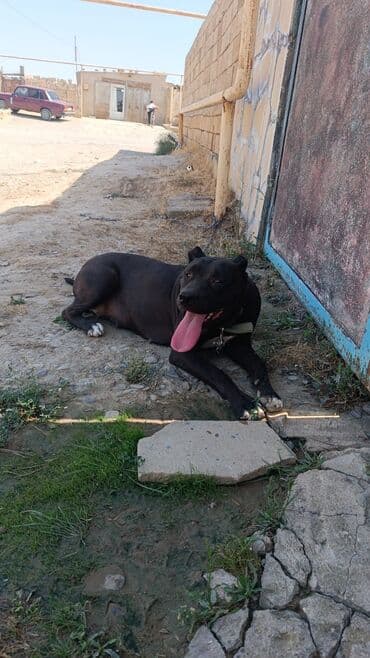 xarici it adları: Pitbul, 9 ay, Dişi — 2