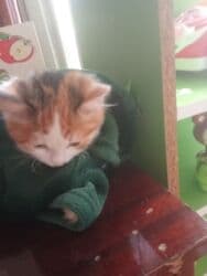 pişik satişi: Britan, Dişi, Yaxşı əllərə, Ünvandan götürmə, Pulsuz çatdırılma, Ödənişli çatdırılma — 1