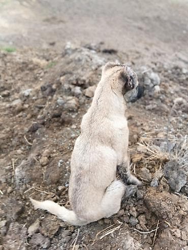 Kanqal, Peyvəndli — 1