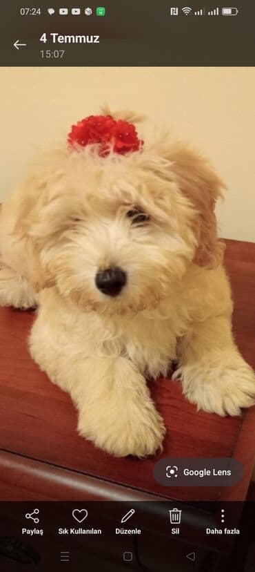 где можно купить собаку мальтипу: Maltipo f2 giymeti 300 — 2