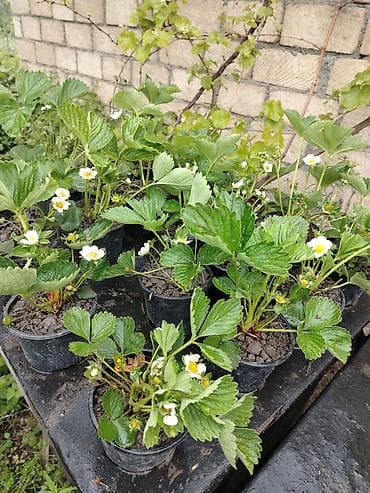 fındıq ləpəsi qiyməti: Çiyələk stilleri satilir, murona albion qarisiq sortdu. 100 den cox — 8