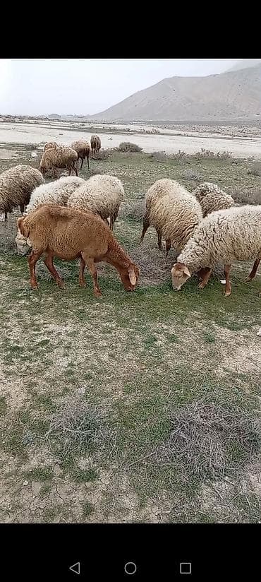 xacmaz qoyun: Salam 15 qoyun du boğazdlar yaşddlar 140 dan 180 manata kimi tək-tək — 3